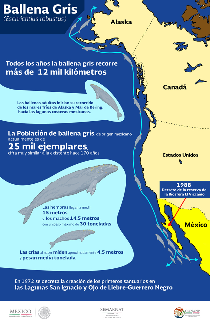 infografia ballena grisjpgjpeg