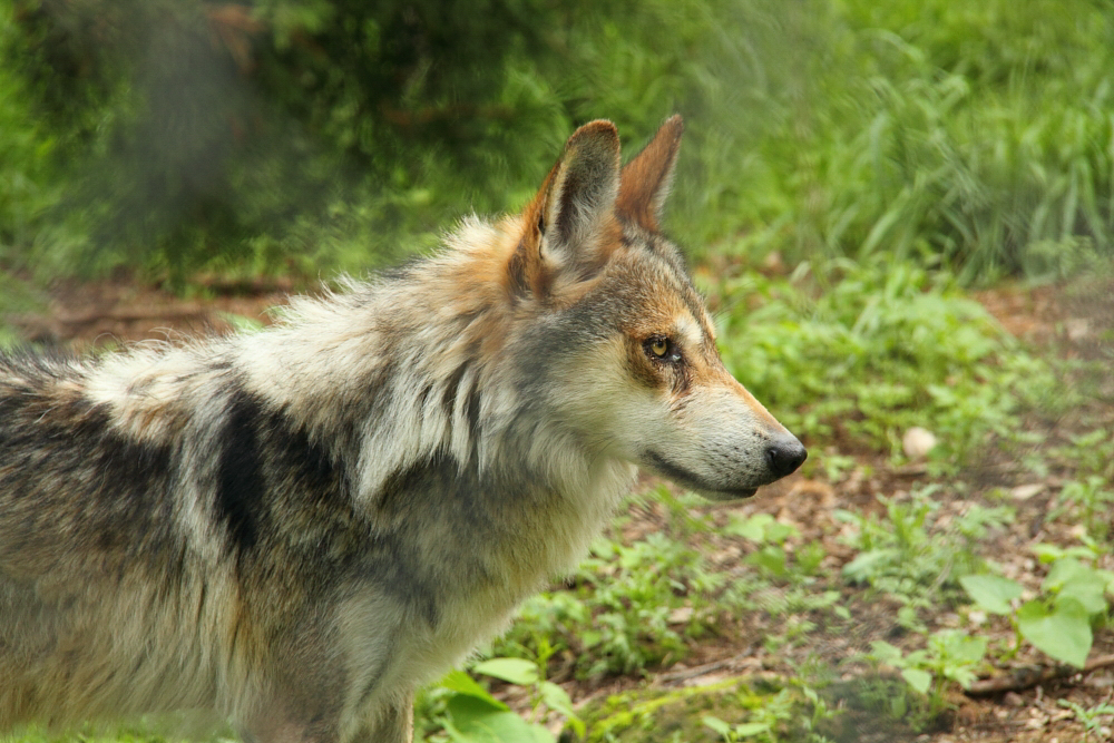 El programa de conservaci n del lobo mexicano es prioritario en la agenda ambiental del pa s.jpg