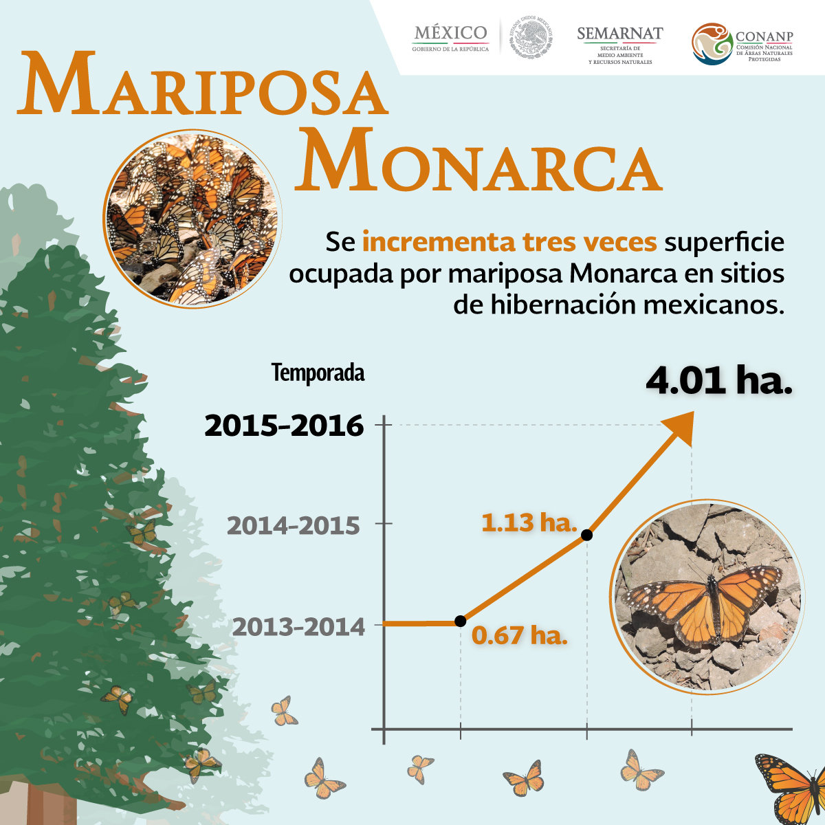 mariposa monarca infografia FINALjpg