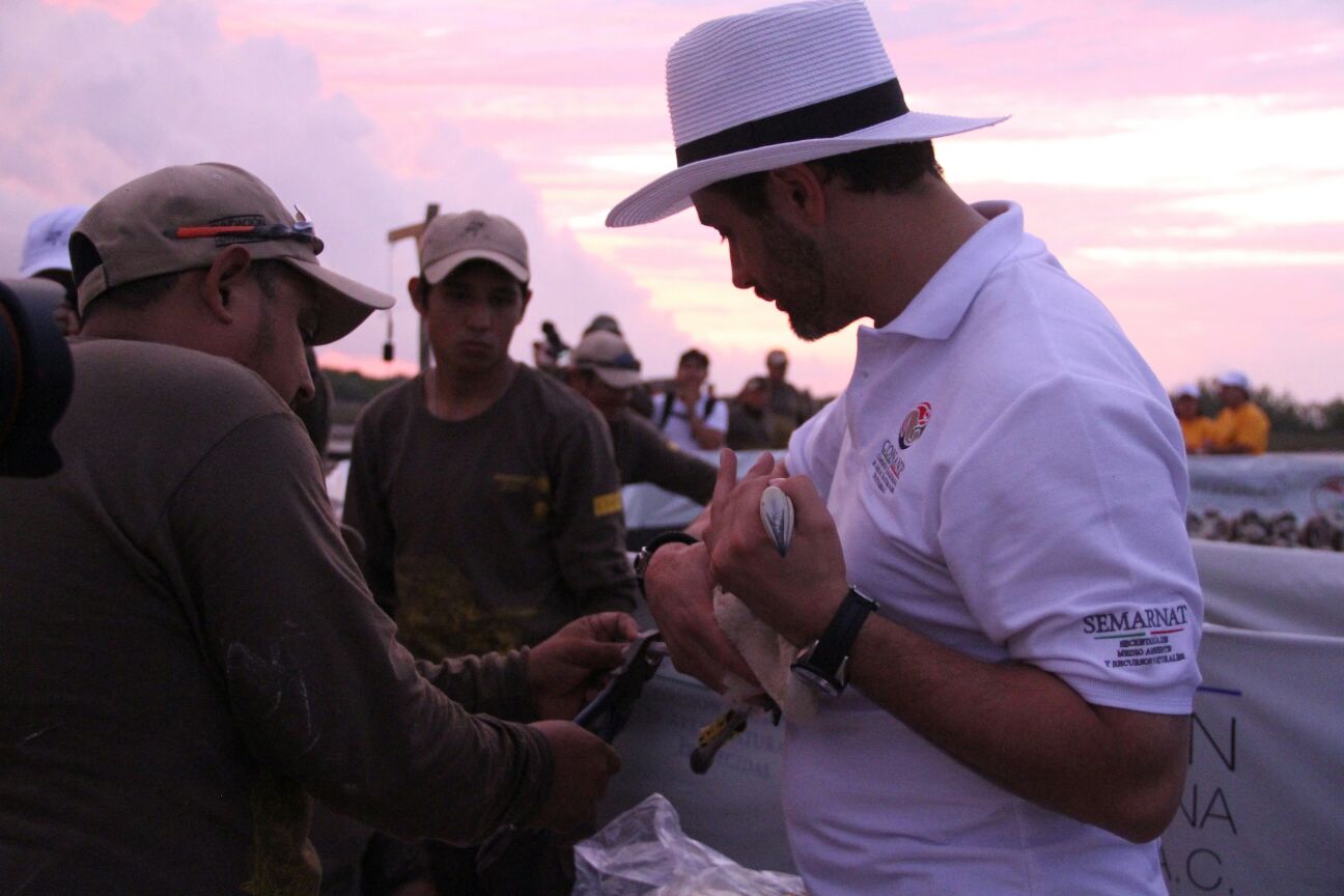 El Comisionado Nacional de A reas Naturales Protegidas  Alejandro Del Mazo Maza  participo  en la colocacio n de 407 anillos de identificacio n a flamencos rosados en Yucata n.jpg