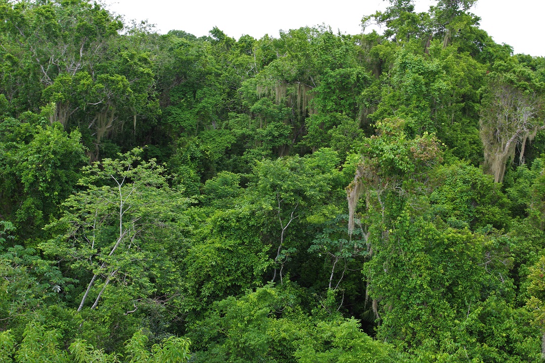 /cms/uploads/image/file/293117/Conservan_bosque_tropical_con_manejo_forestal_en_Quintana_Roo__6_.JPG