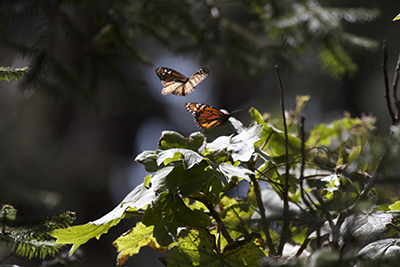 Mariposas monarca 1jpg