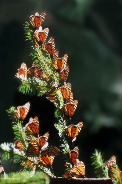 Mariposas monarca 2jpg