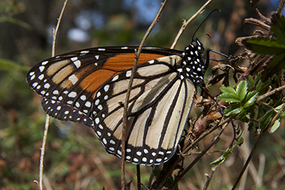 Mariposas monarca 3jpg