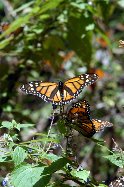 Mariposas monarca 4jpg