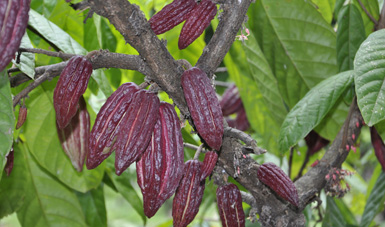 Línea 1. Estudio e inventario de los recursos fitogenéticos para la alimentación y la agricultura. Cacao