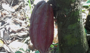 Conservación ex situ. Cacao