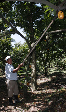 Línea 5. Apoyo a la recolección selectiva de recursos fitogenéticos para la alimentación y la agricultura. Cacao