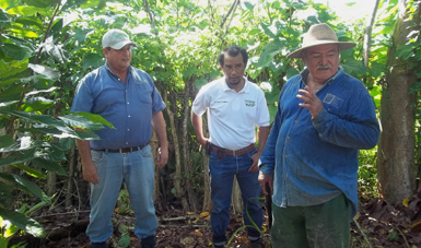 Línea 14. Promoción y fortalecimiento de redes sobre los recursos fitogenéticos para la alimentación y la agricultura. Cacao