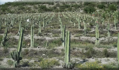 Diagnóstico de la pitaya (Stenocereus spp.) en México