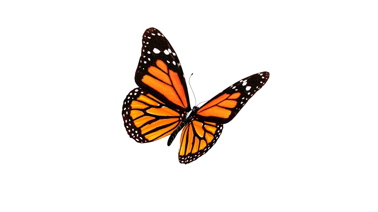 Santuarios de la mariposa monarca