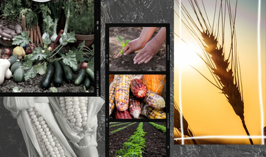 Composición de imágenes con maíz, trigo, manos, surco, tierra