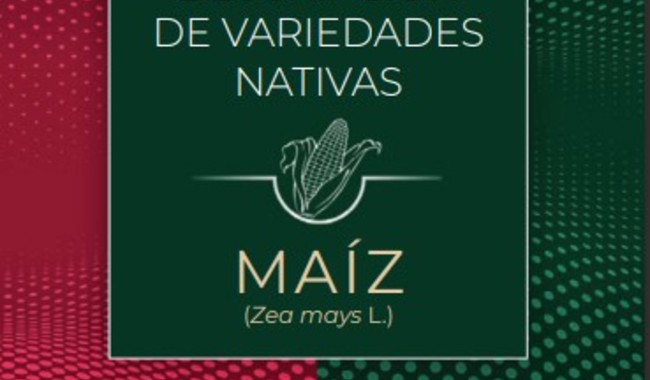 Guía para descripción de variedades de Maíz nativo