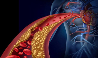 Imagen representativa al corazón sistema cardiovascular.