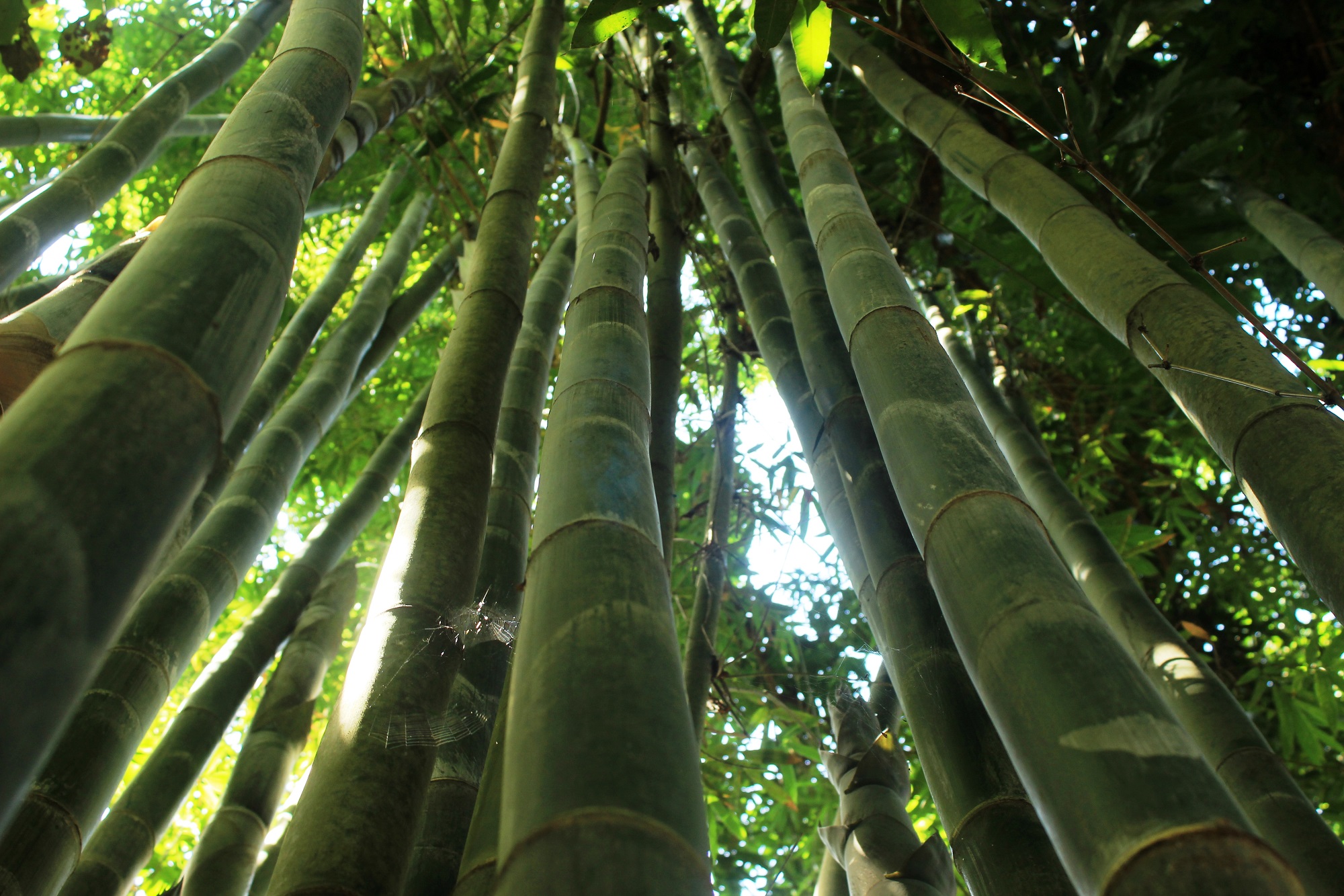 18 de septiembre, Día Mundial del Bambú
