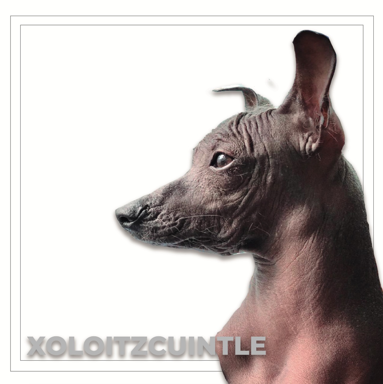 La leyenda del Xoloitzcuintle, el perro azteca | Servicio de Información  Agroalimentaria y Pesquera | Gobierno 