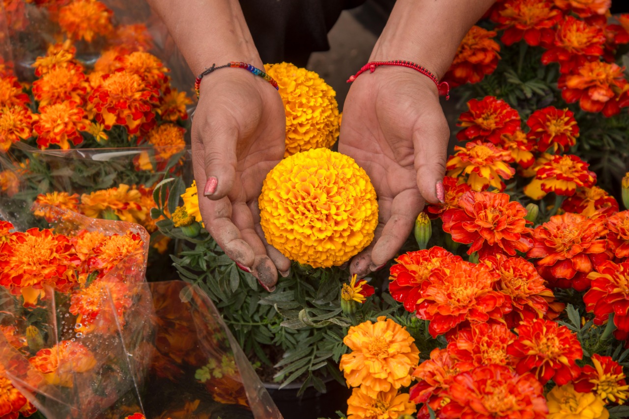 Cempasúchil, flor de vida, flor de muertos | Secretaría de Agricultura y  Desarrollo Rural | Gobierno 