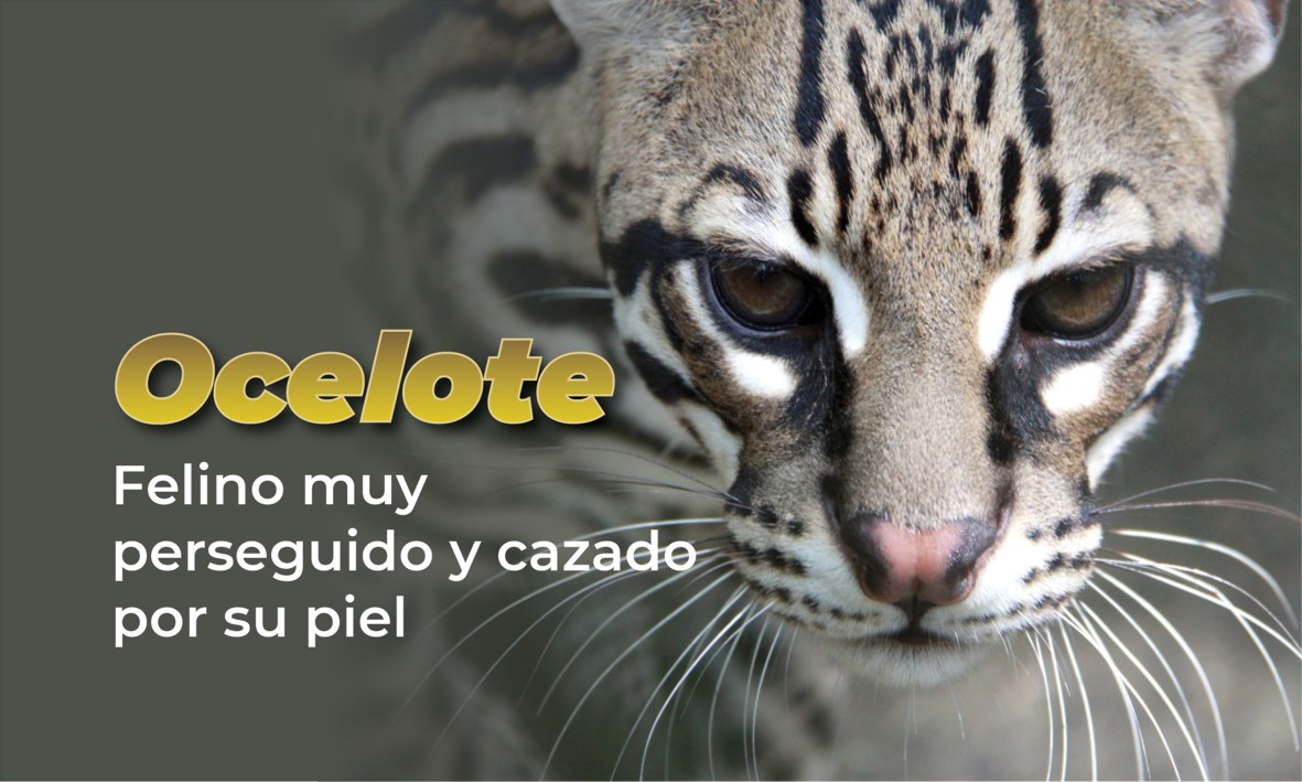 Ocelote (Leopardus pardalis) | Procuraduria Federal de Proteccion al  Ambiente | Gobierno 