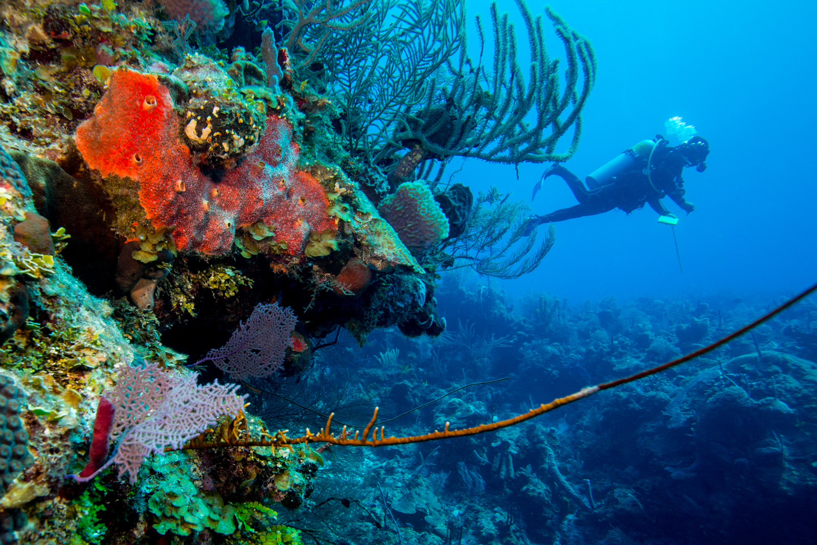 Los arrecifes de coral deben ser protegidos por quienes los visitan, tanto por resguardar una invaluable riqueza biológica como porque su formación ha llevado siglos en crearse, pero enfrentan diversas amenazas