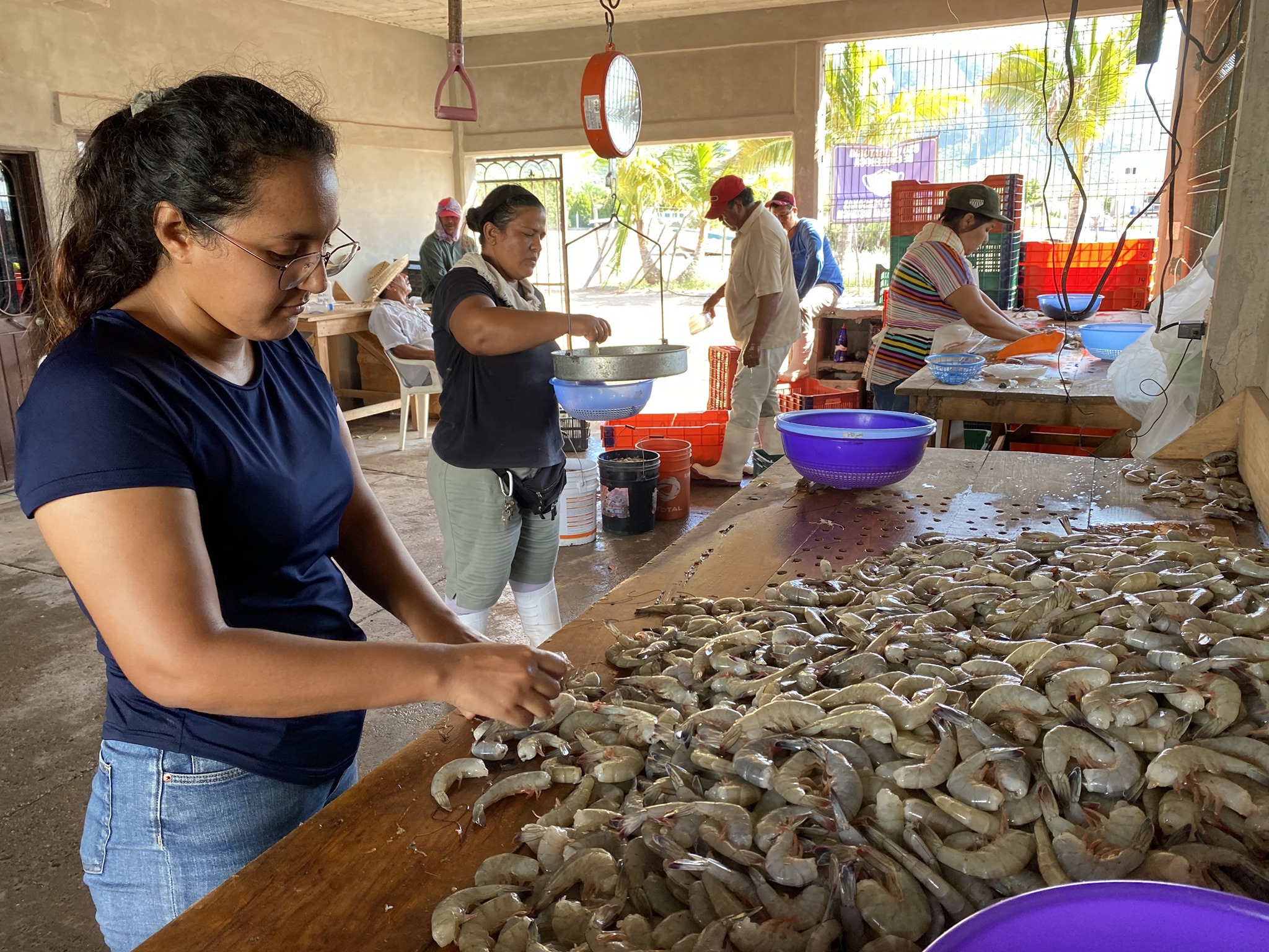 Conapesca registra una producción de 7, 943.1 toneladas de camarón de altamar hasta el 20 de octubre en la temporada de captura 2020-21