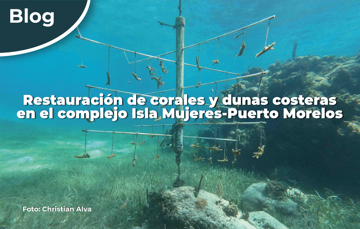 Restauración de corales y dunas costeras en el complejo Isla Mujeres-Puerto Morelos.