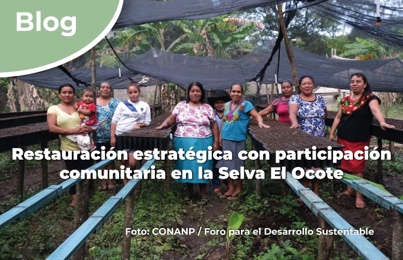 Restauración estratégica con participación comunitaria en la Selva El Ocote.
