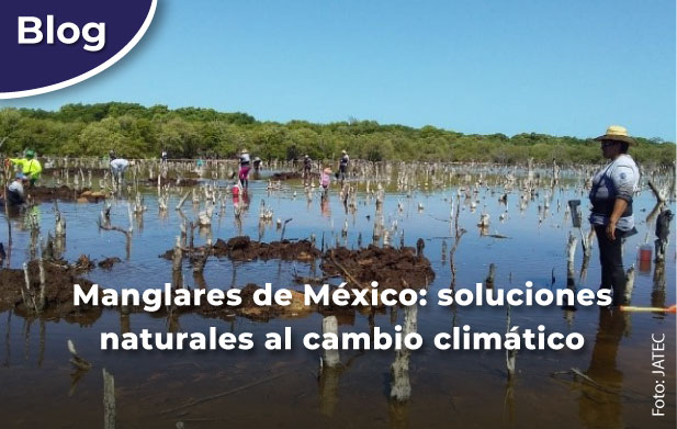Manglares de México: soluciones naturales al cambio climático.