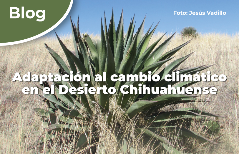 Adaptación al cambio climático en el Desierto Chihuahuense.