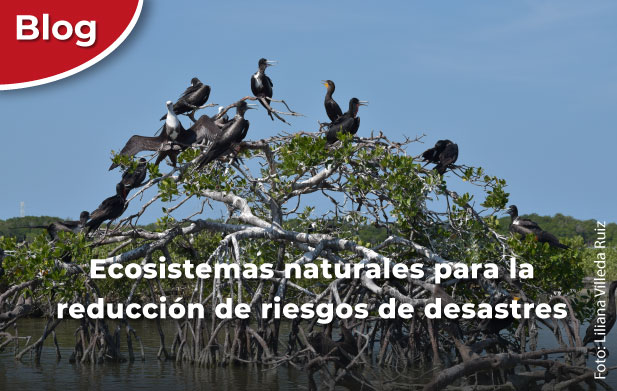 Ecosistemas naturales para la reducción de riesgos de desastres.
