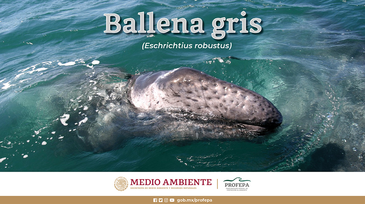Ballena Gris (Eschrichtius robustus)