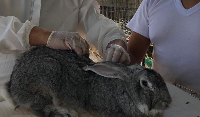 para salvaguardar a nuestros conejos | Nacional de Sanidad, Inocuidad y Calidad Agroalimentaria | Gobierno | gob.mx