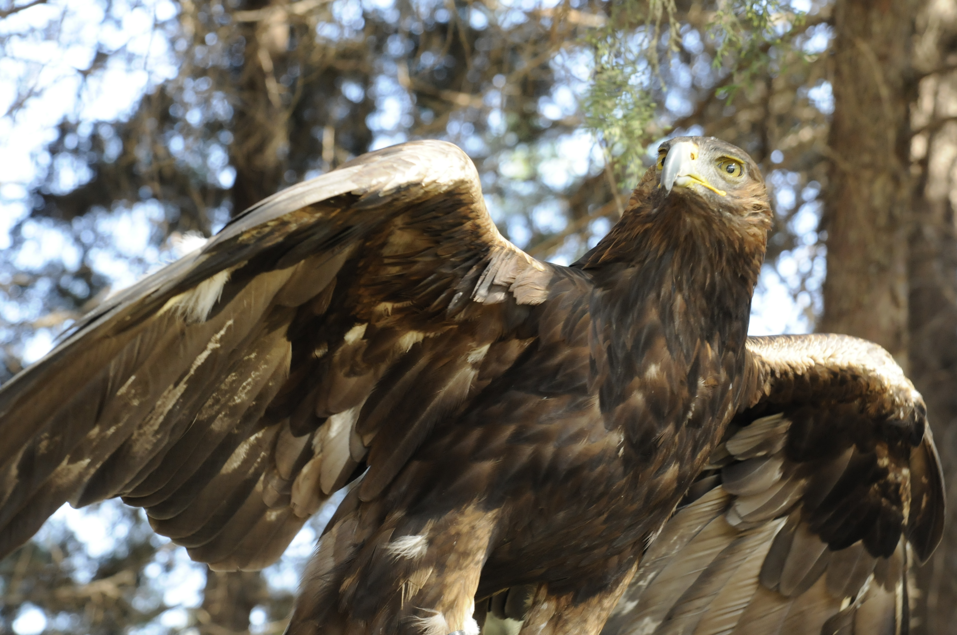 Histórica, mítica, cultural y ecológicamente importante, el águila real es  un ave emblemática de México | Secretaría de Medio Ambiente y Recursos  Naturales | Gobierno 