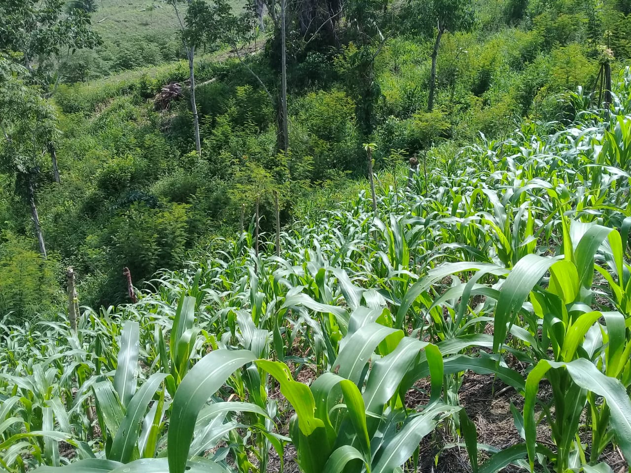 Oaxaca produce 633 mil 798 toneladas de maíz grano