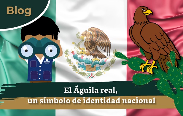 El Águila real, un símbolo de identidad nacional | Comisión Nacional de  Áreas Naturales Protegidas | Gobierno 