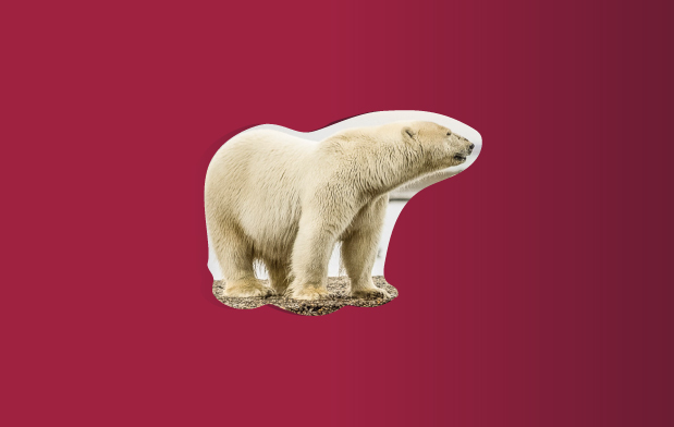 Los biólogos estiman la población mundial de osos polares entre 20,000 y 25,000 individuos. Foto de Dick Hoskins en Pexels.