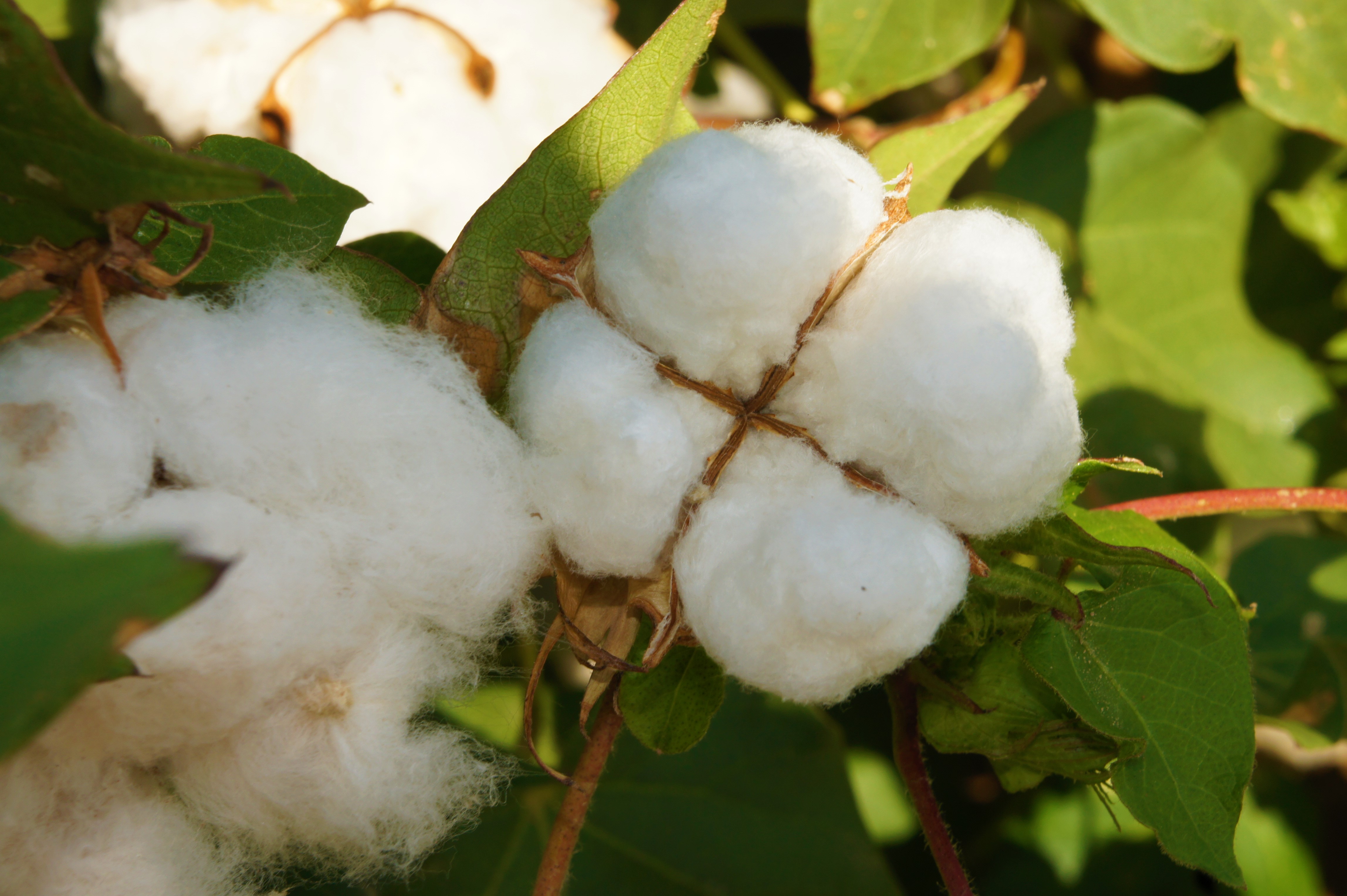 cultivo de algodón
