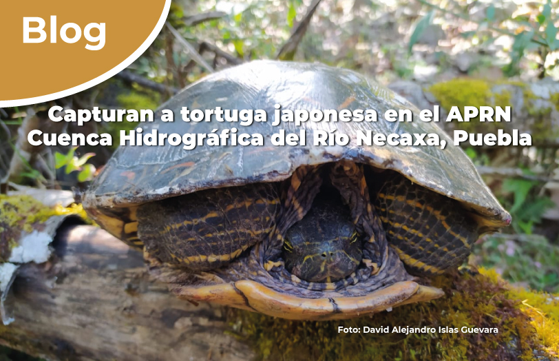 Capturan a tortuga japonesa en el APRN Cuenca Hidrográfica del Río Necaxa, Puebla.
