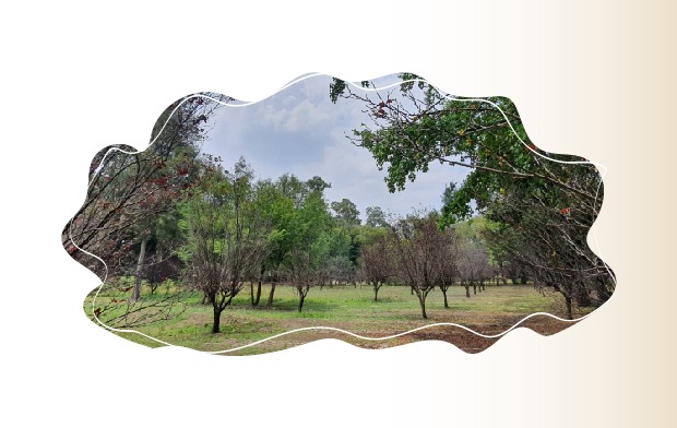 Conoce 10 de los 67 Parques Nacionales más emblemáticos de México |  Secretaría de Medio Ambiente y Recursos Naturales | Gobierno 