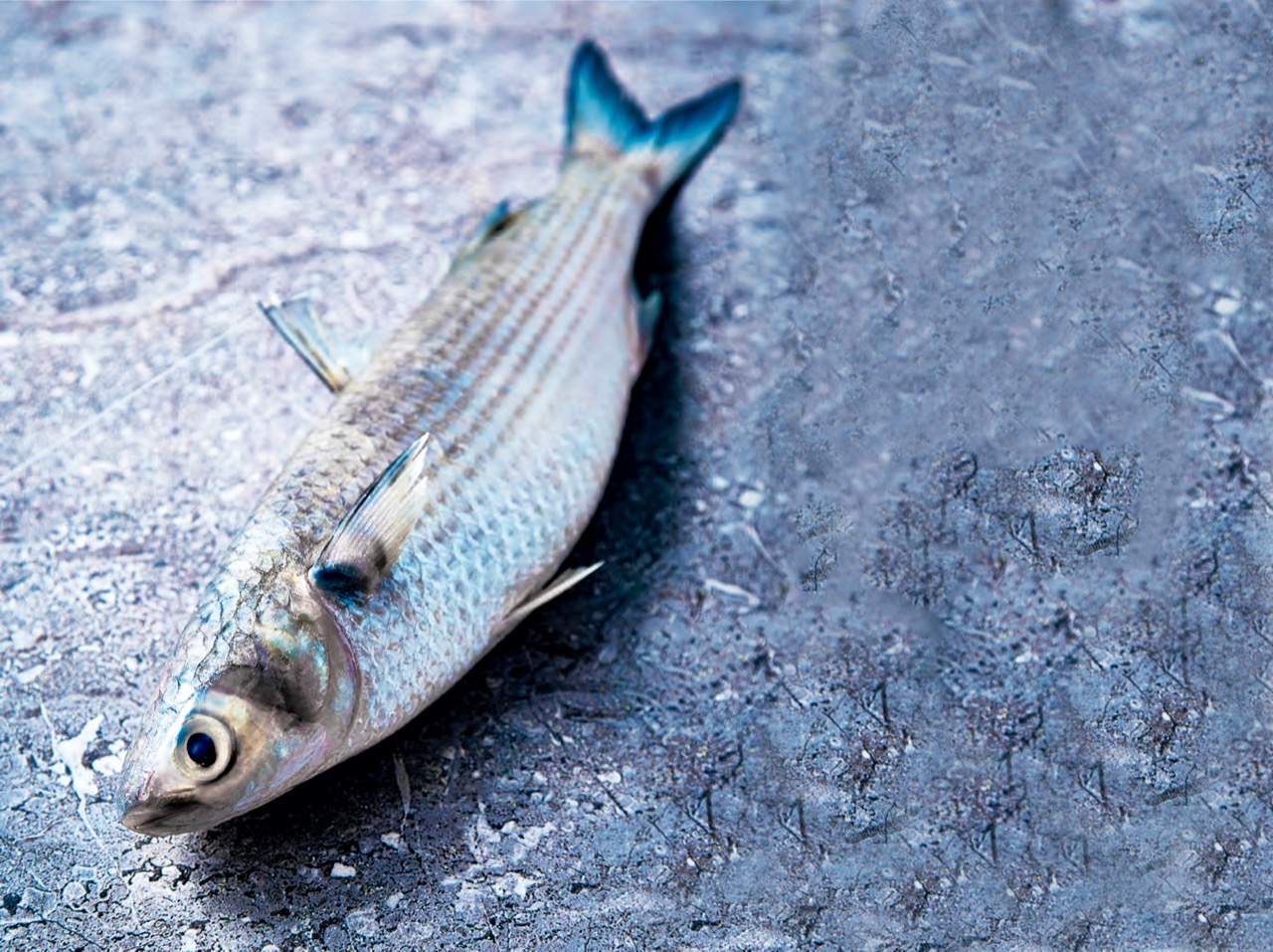 La lisa es un pescado que se produce en los estados litorales del océano Pacífico y golfo de México.