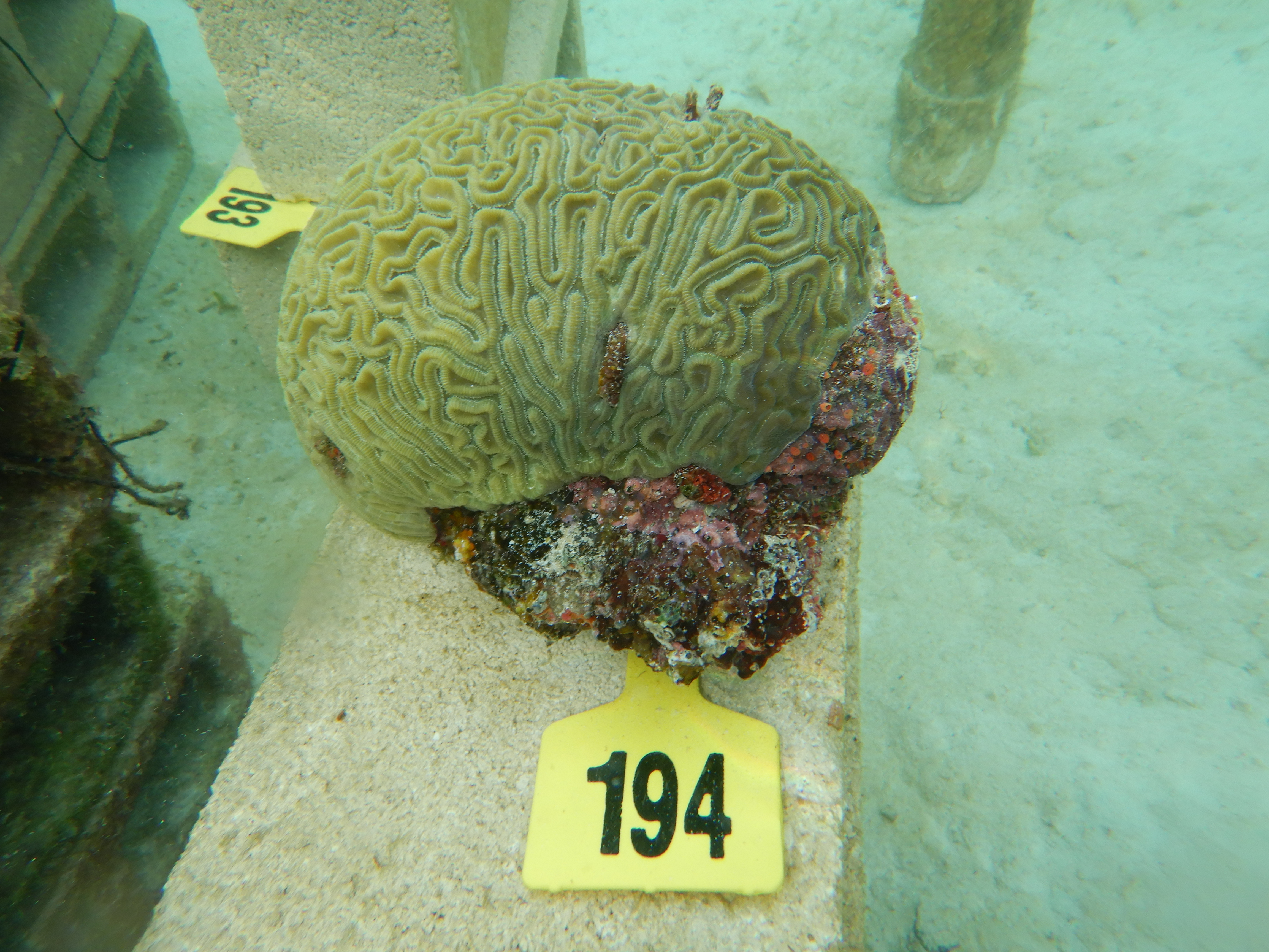 Reproducción de coral