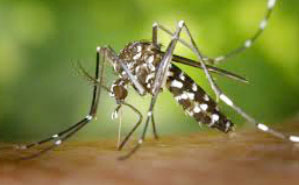 Conoce la diferencia entre dengue, chikungunya y zika