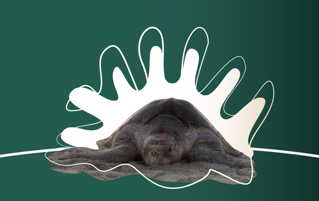 Todas las tortugas marinas en nuestro país cuentan con un programa de protección y conservación.