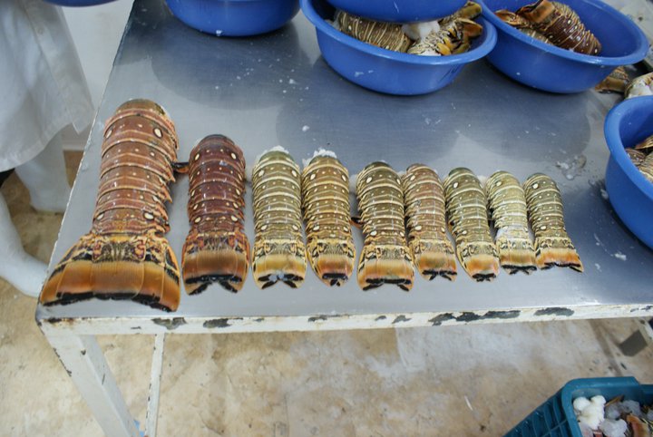 1o de julio inicia pesca de langosta en el Golfo y el Caribe
