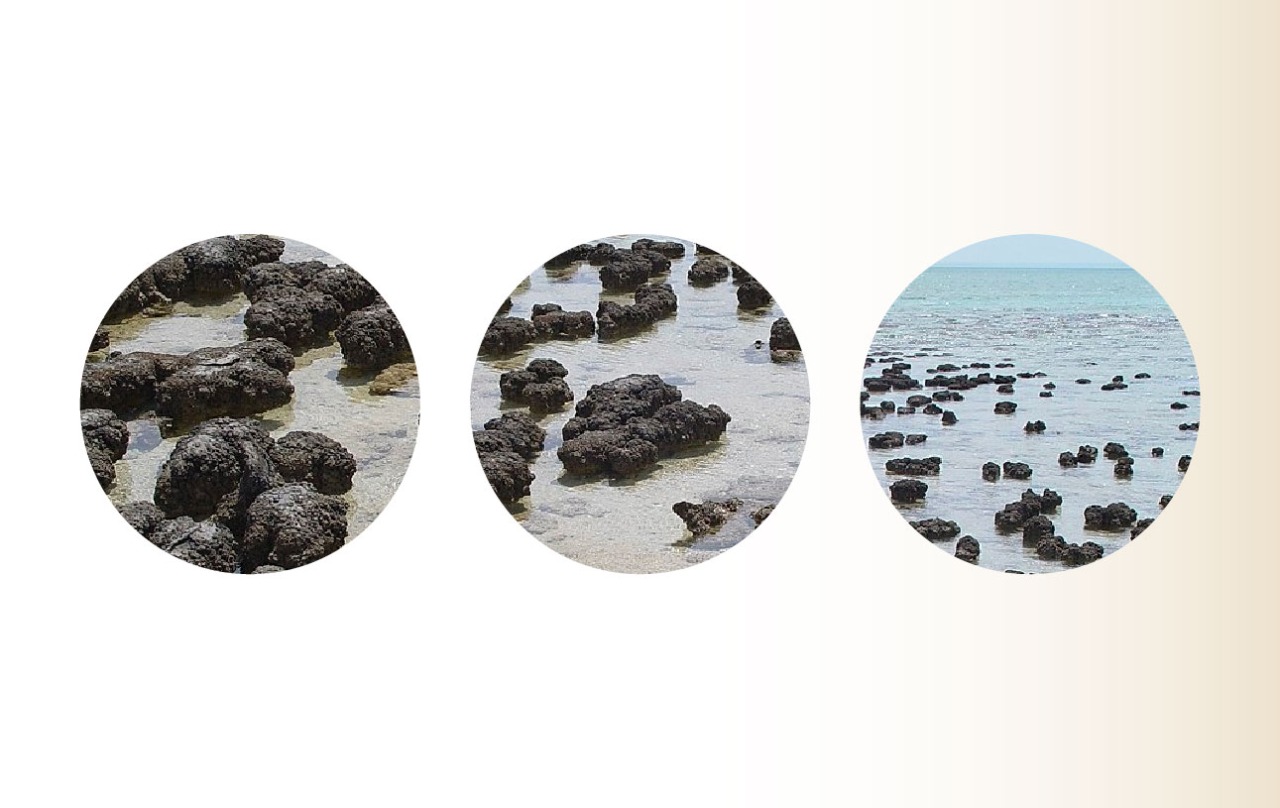 Los estromatolitos son la evidencia de vida más antigua que se conoce en la Tierra.