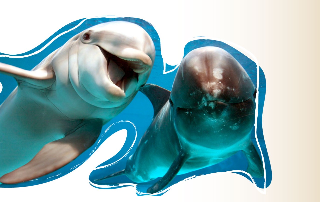 Tesoro vivo del planeta azul son las 38 especies de delfines que existen.