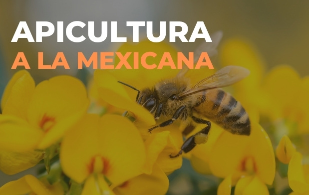 Apicultura a la mexicana 🐝 | Secretaría de Agricultura y Desarrollo Rural | Gobierno 