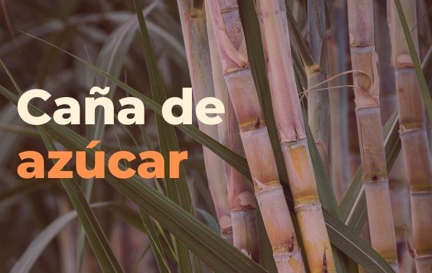 Caña de azúcar, un cultivo de gran importancia en el campo mexicano
