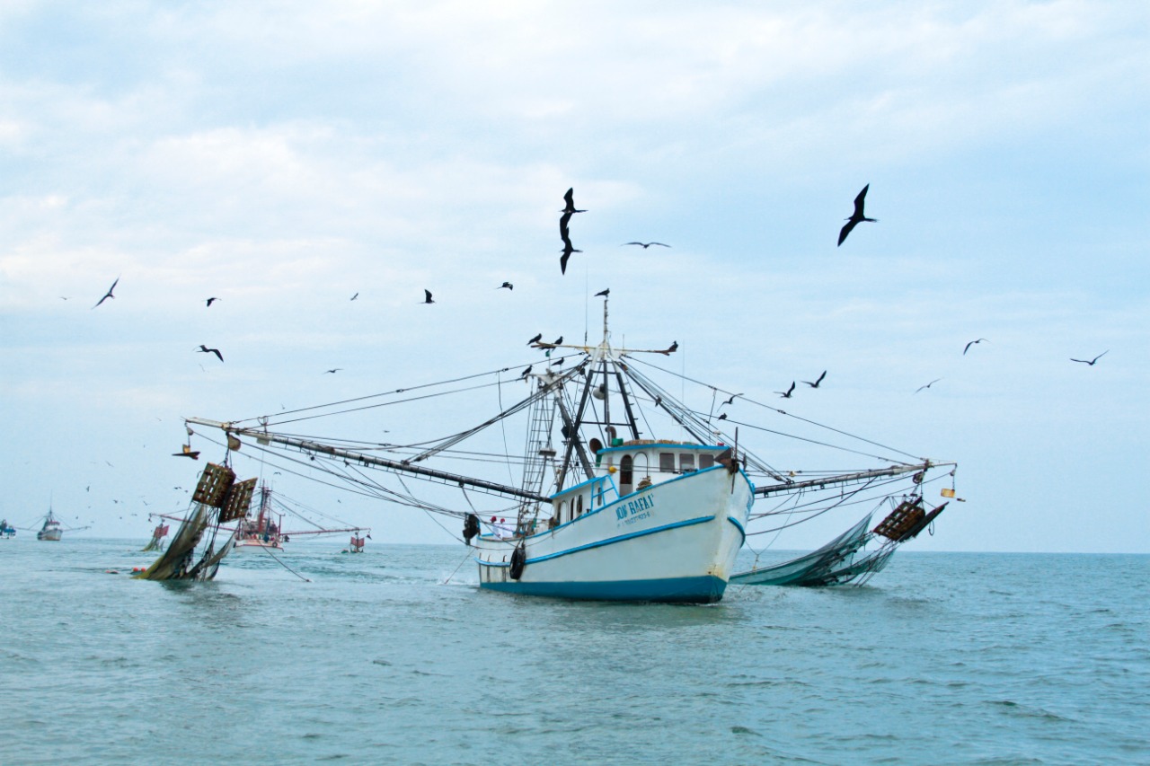 Anuncia Agricultura levantamiento de veda para la pesca de camarón en el océano Pacífico