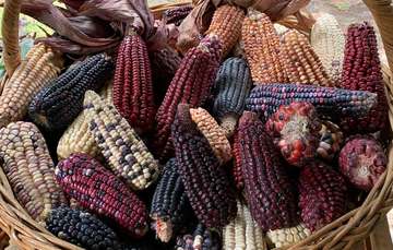 Razas mexicanas de maíz.