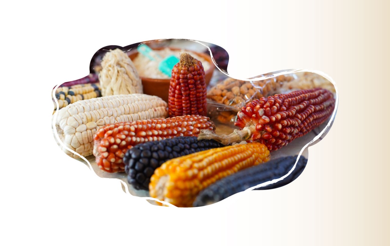 El maíz se domesticó, se ha dispersado y es parte de la riqueza de nuestro país desde hace más de 10 mil años.